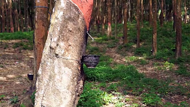橡胶树(橡胶树)抽汁视频素材
