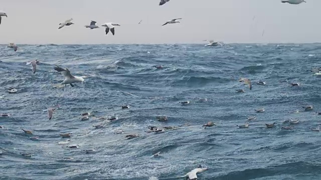 北海鸟类疯狂进食视频素材