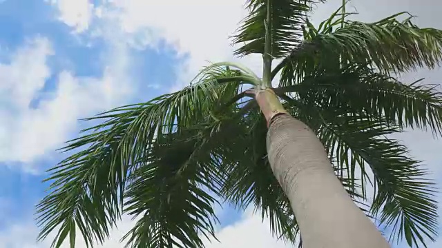 棕榈树迎风蓝天4K视频视频下载