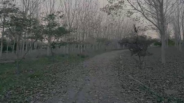 森林灌木丛秋天视频素材