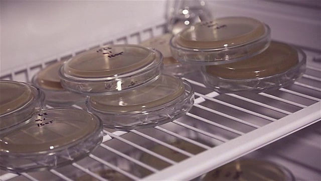 实验室工作人员将培养皿带出室内。视频下载