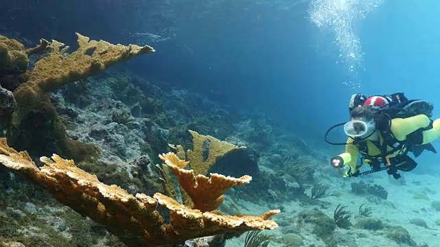 潜水员在加勒比海库拉索岛周围的珊瑚礁与麋鹿角珊瑚在前景视频素材
