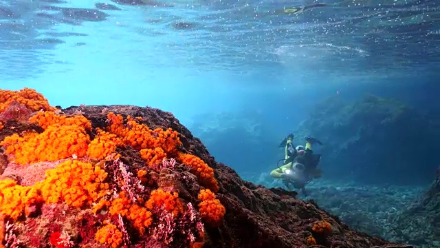 潜水员在库拉索岛附近的加勒比海珊瑚礁视频素材
