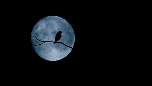 树枝上的鸟飞走了，满月在后面视频素材