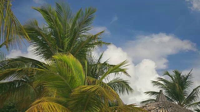 棕榈树在蓝天下随风移动的4K视频视频下载