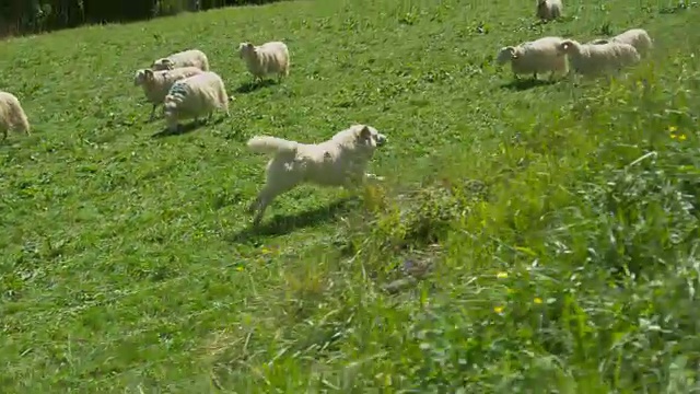 移动低角度拍摄牧羊犬沿着篱笆跑，看守羊群。绵羊在牧场上吃草，美丽的动物放牧和树在背景。视频下载