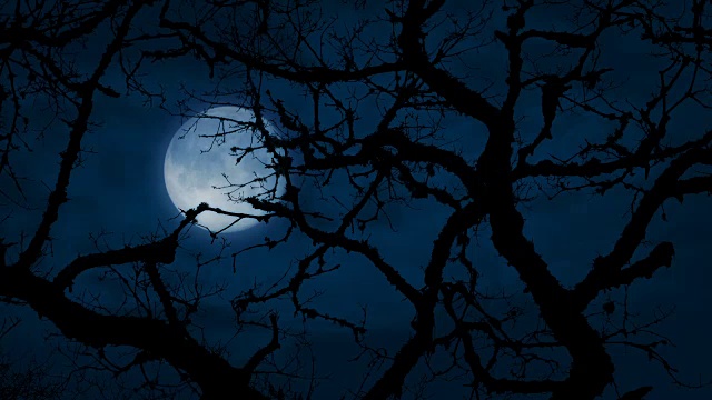 月亮在古老扭曲的树枝后面视频素材