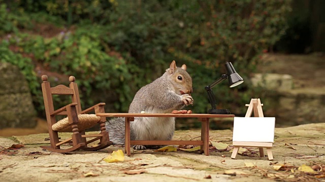 一只灰色松鼠在小餐桌后面啃坚果视频素材