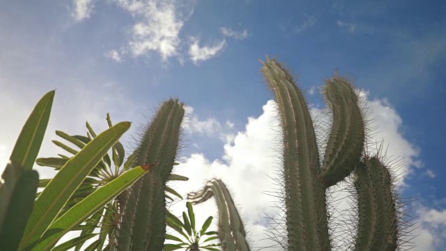 4K视频的仙人掌树移动与风对蓝天视频下载