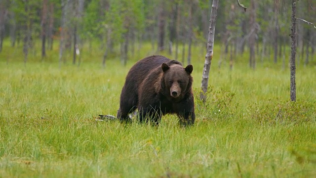 大的成年棕熊在森林里散步，鸟儿在后面飞翔视频素材