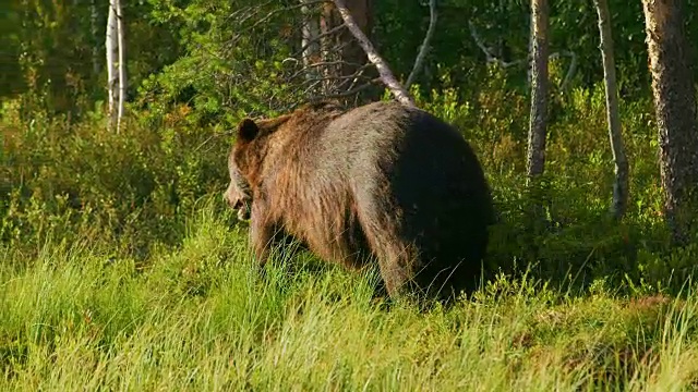 大的成年棕熊在森林里自由行走的特写视频素材