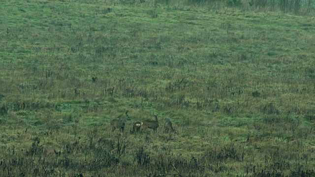 草地上的一群鹿视频素材