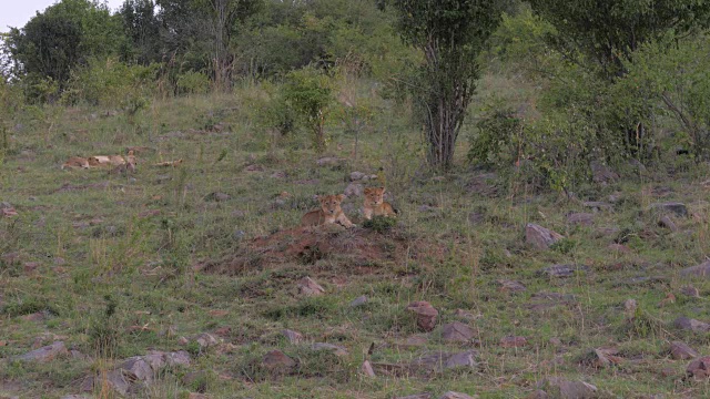 躺在休息的狮子幼崽，遥望远方，非洲大草原，4K视频素材