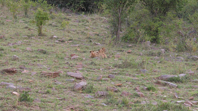 两只小狮子互相玩耍，又咬又斗，非洲大草原，4K视频素材