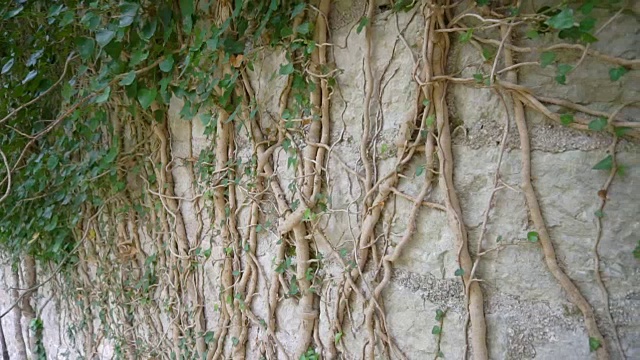 这棵树的根长在老墙上视频下载