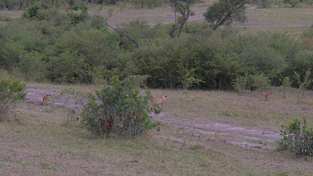 非洲大草原灌木丛中一群带着幼狮的野生狮子视频素材