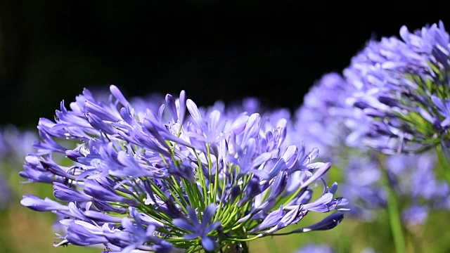 agapanthus africanus的蓝色花视频购买