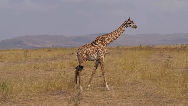 孤独的长颈鹿站着然后穿过太阳烤焦的草地非洲大草原视频下载