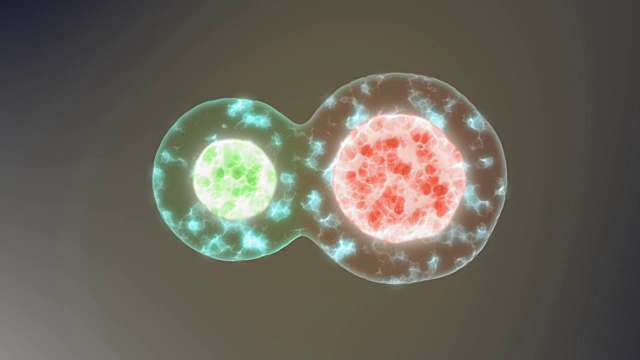 细胞在显微镜下的细胞分裂动画视频素材