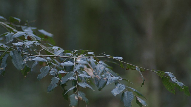 澳大利亚新南威尔士州巴林顿山顶国家公园，在一个尖树桩和树枝之间拉焦点。视频素材