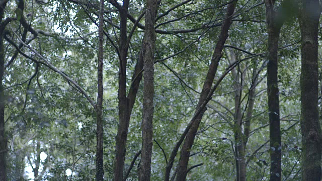 在澳大利亚新南威尔士州的巴林顿山顶国家公园，倾斜树木和其他绿色植物。视频素材
