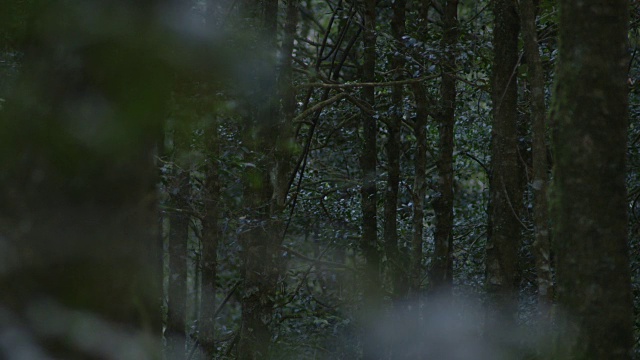 澳大利亚新南威尔士州巴灵顿山顶国家公园，在前景的树枝和背景的森林树木之间拉焦。视频素材