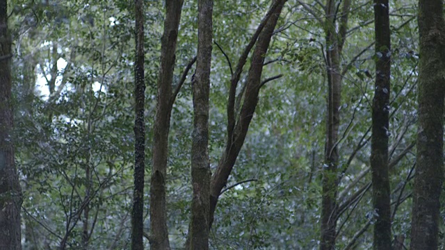 在澳大利亚新南威尔士州的巴灵顿山顶国家公园，快速倾斜的树木。视频素材