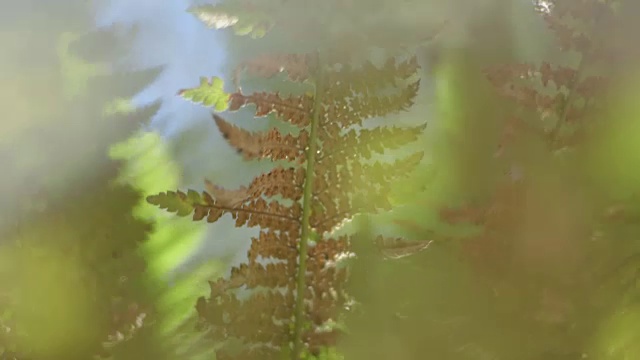 澳大利亚巴灵顿山顶国家公园，石灰绿和棕色蕨类植物的树枝在斑驳的光线中跳跃着。视频下载