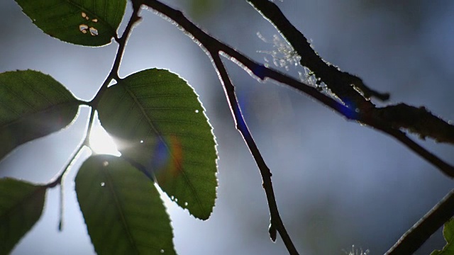 低角度的树叶上进入和走出聚焦(镜头光晕)，巴林顿Tops国家公园，澳大利亚。视频素材