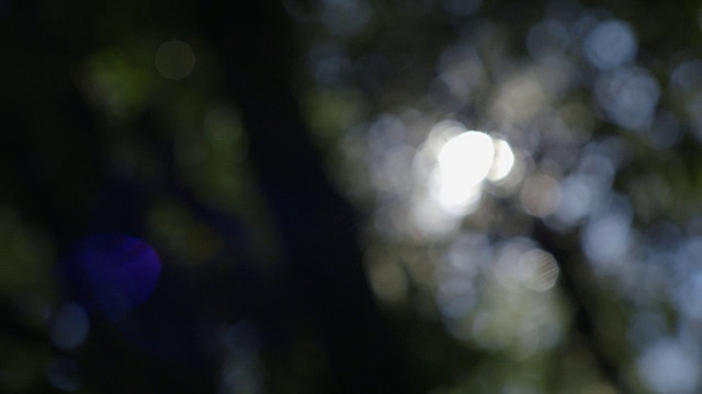 在澳大利亚巴林顿山顶国家公园，潘留下的散焦树顶和阳光通过树叶创造了散焦。视频素材