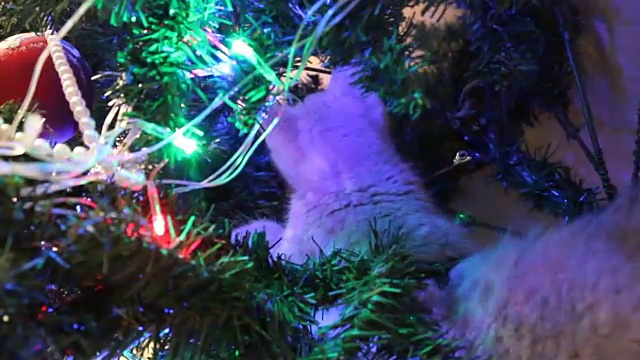 小猫在玩圣诞树视频素材