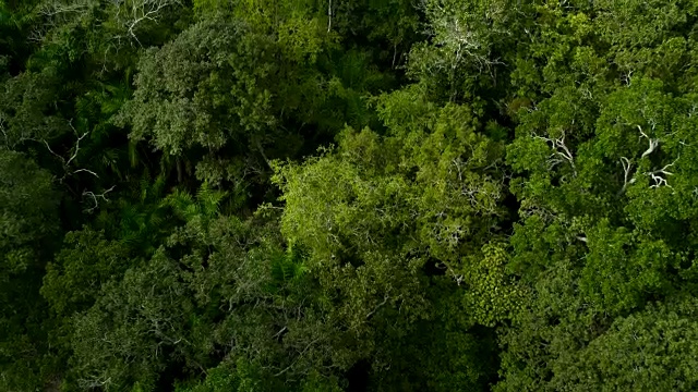 雨林上空的空中航迹。视频素材