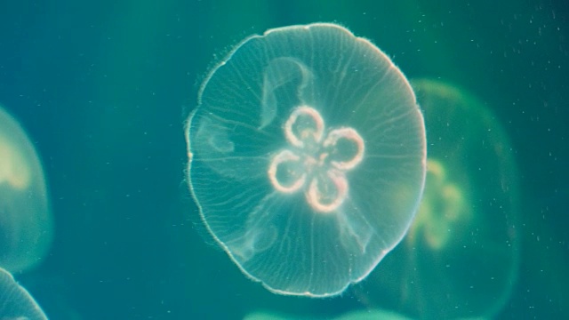 水母在海里跳舞视频素材