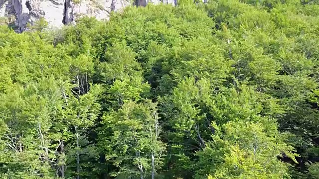 山地森林视频素材