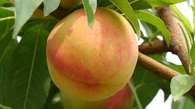 庆山，韩国，聚焦摇曳的桃子在一个农场视频素材