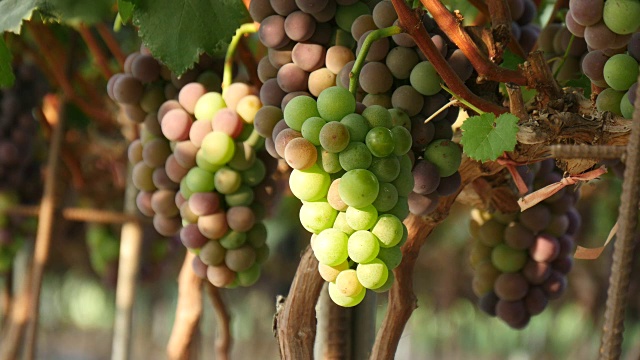 韩国庆山，阳光农场的新鲜葡萄视频素材