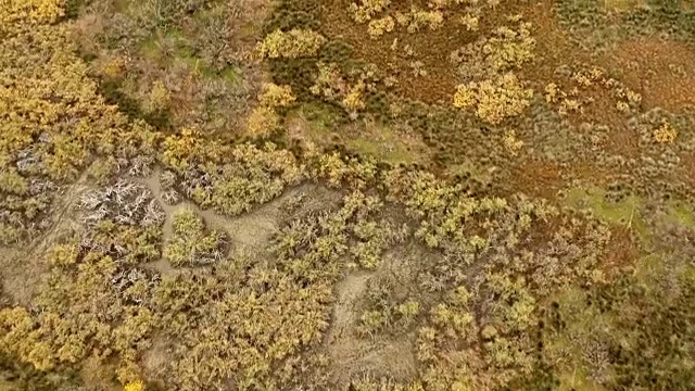 土耳其布尔萨，卡拉卡贝冲积平原隆戈兹森林视频素材
