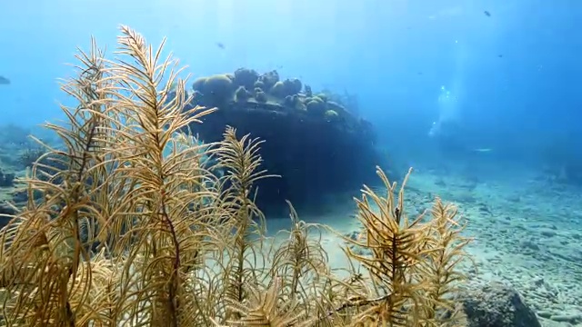 船失事'拖船'在加勒比海珊瑚礁附近库拉索岛视频素材
