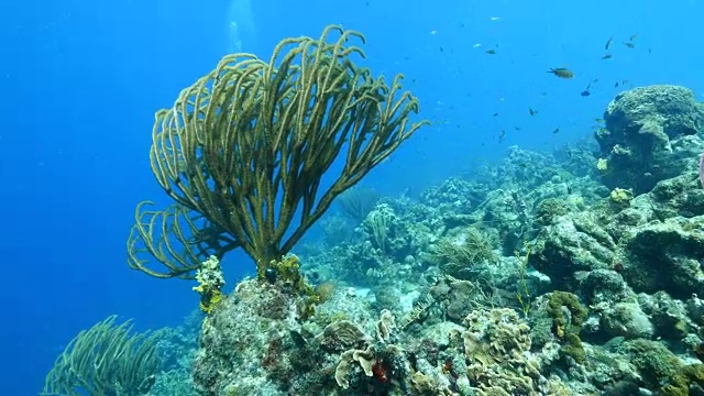 珊瑚礁海景在加勒比海库拉索岛附近的潜水地点里夫圣玛丽视频素材