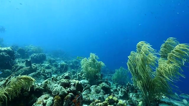 珊瑚礁海景在加勒比海库拉索岛附近的潜水地点里夫圣玛丽视频素材