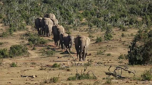 一小群非洲象——南非视频素材