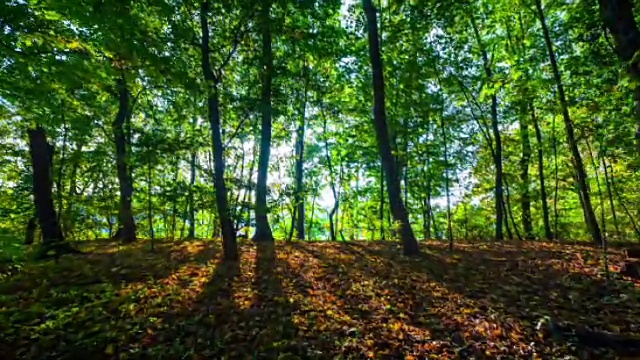 Steadycam:郁郁葱葱的绿色森林在背光视频素材