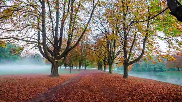 稳定器:公园在一个多雾的秋天早晨视频素材
