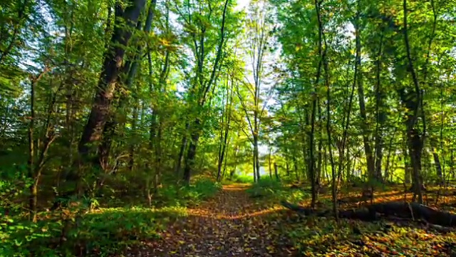 Steadycam:穿过秋天树林的小路视频素材