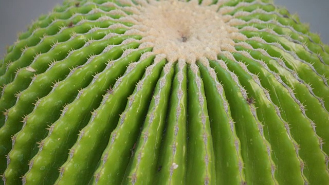 一种独特的无穗肉质植物视频素材