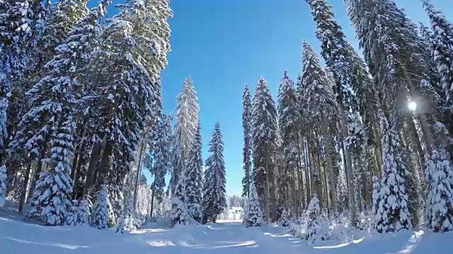 开车的观点，在雪地的乡村道路通过白色的森林视频素材