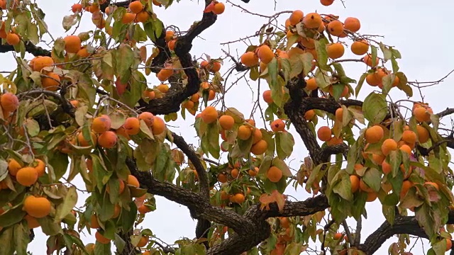 柿子树的橙色果实视频下载