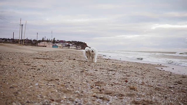 两只萨摩耶犬在沙滩上玩耍，一起在沙滩上奔跑。他们离摄像机越来越近。Slowmotion拍摄视频素材