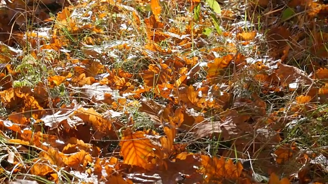 秋天的落叶落在森林的地上视频素材