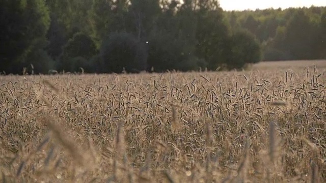 领域的小麦。耳朵在风中慢慢摆动。视频素材